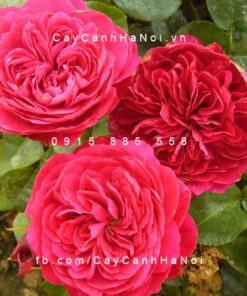 Hoa hồng Red Leonardo De Vinci Tree Rose