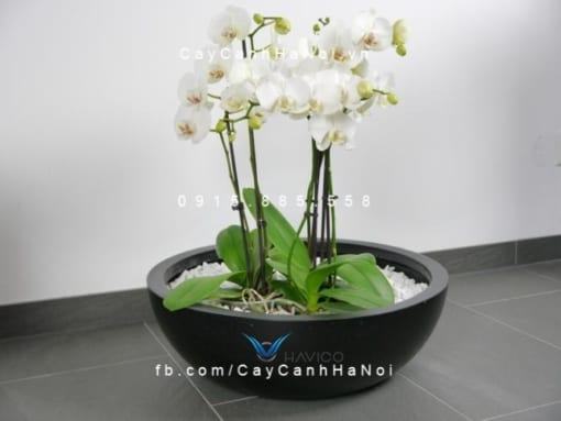 Chậu composite cây cảnh Havico Tapi tròn| C-313