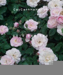 Hình ảnh hoa hồng Blush Noisette Tree Rose