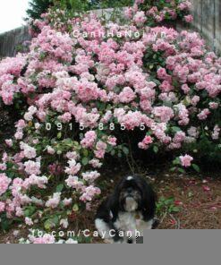 Hình ảnh hoa hồng Blush Noisette Tree Rose