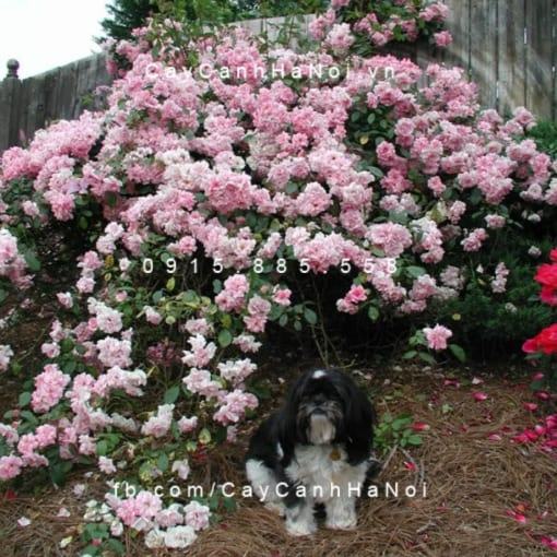 Hình ảnh hoa hồng Blush Noisette Tree Rose