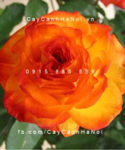 Hình ảnh hoa hồng Charisma Tree Rose