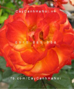 Hình ảnh hoa hồng Charisma Tree Rose