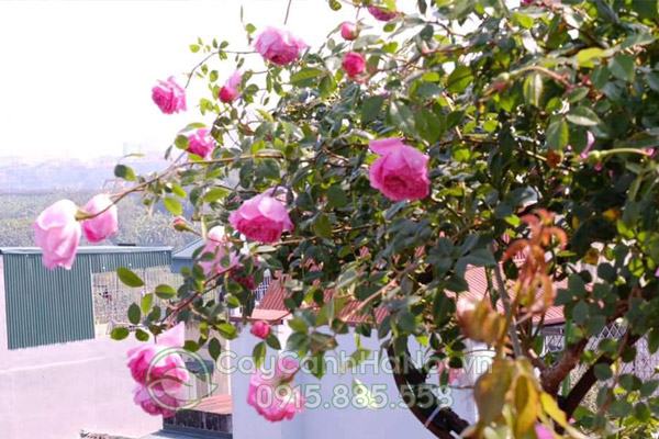 Hoa hồng đào cổ nổi bật nhờ sức sống mạnh mẽ và màu sắc hoa đặc biệt