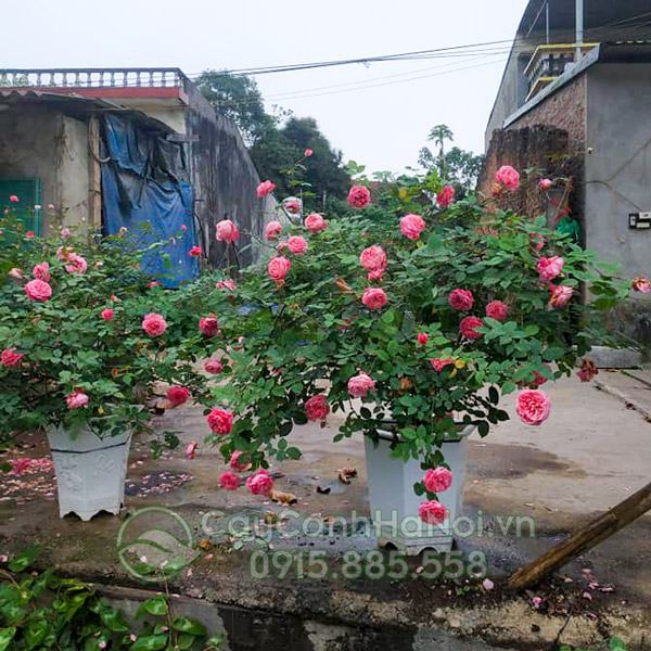 Hoa hồng cổ Vân Khôi mang nét đẹp sang trọng, quý phái