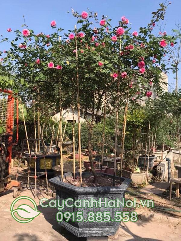 Cách chăm sóc cây hoa hồng cổ tại cần đảm bảo 4 yếu tố