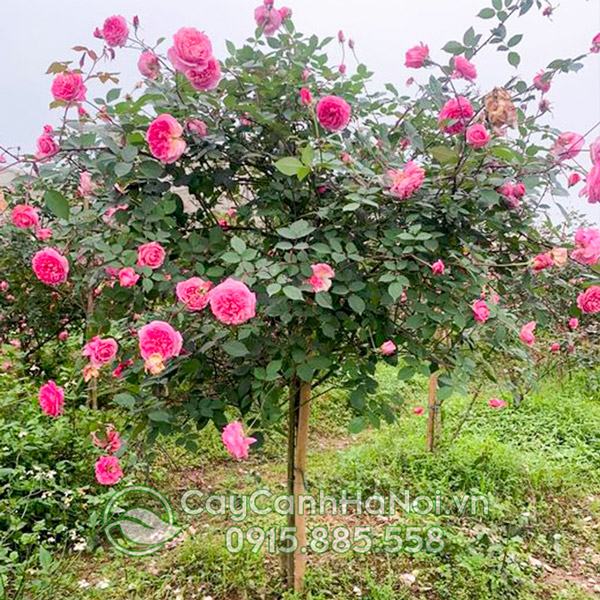 Hoa hồng cổ Bạch Xếp tỏa ra hương thơm dịu nhẹ, mang lại cảm giác thư thái, dễ chịu