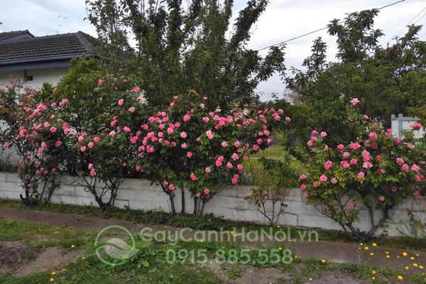 Nên trồng hồng cổ rực tiếp vào đất vườn để cây phát triển khỏe và tạo dáng đẹp