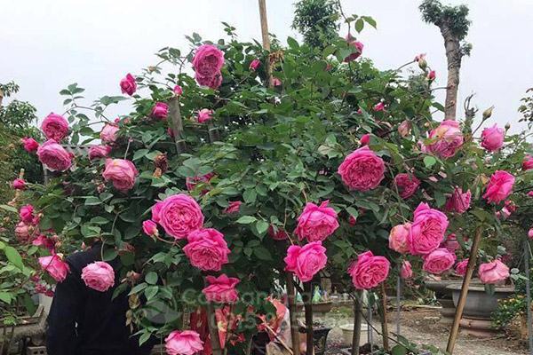 Hoa hồng cổ Sapa trở thành biểu tượng gắn liền với nét đẹp thanh lịch của thiên nhiên vùng cao