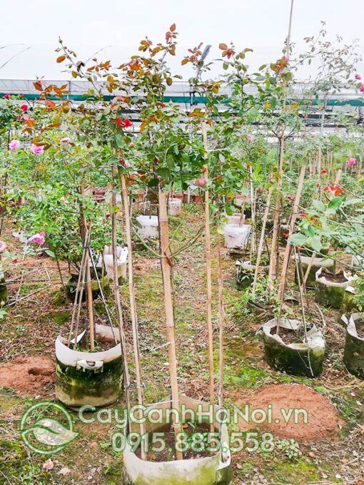 Hồng cổ Hải Phòng dáng tree