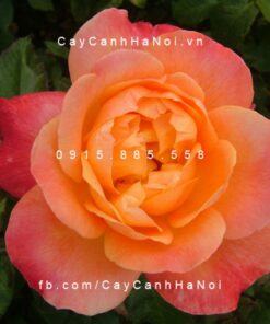 Hoa hồng Dame Elizabeth Murdock Tree Rose