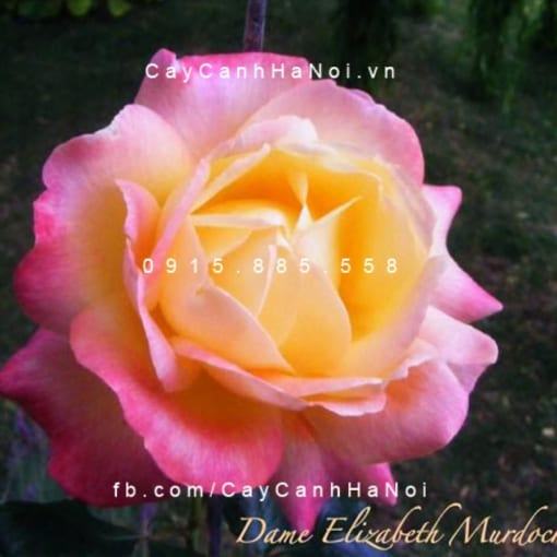 Hoa hồng Dame Elizabeth Murdock Tree Rose