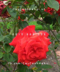 Hoa hồng Dolly Parton Tree Rose