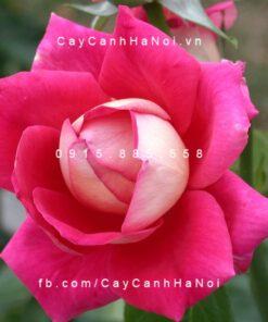 Hình ảnh hoa hồng Flaming Peace Tree Rose