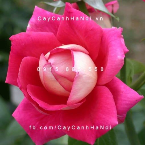 Hình ảnh hoa hồng Flaming Peace Tree Rose