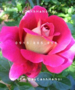 Hình ảnh hoa hồng Flaming Peace Tree Rose