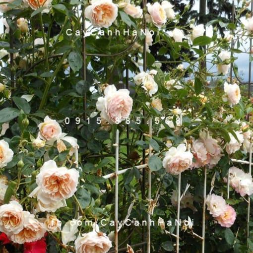 Hoa hồng Ginger Syllabub Tree Rose