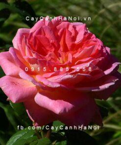 Hình ảnh hoa hồng Liv Tyler Tree Rose