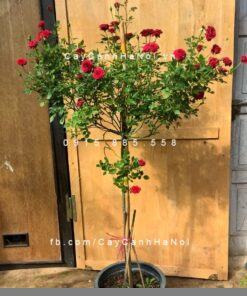 Hình ảnh hoa hồng Pinocchino Tree Rose