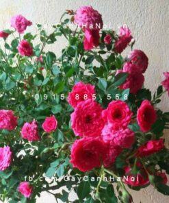 Hình ảnh hoa hồng Red Parade Tree Rose