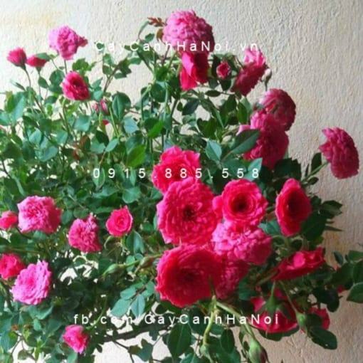 Hình ảnh hoa hồng Red Parade Tree Rose