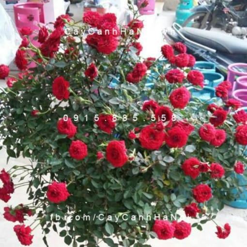 Hình ảnh hoa hồng Red Parade Tree Rose