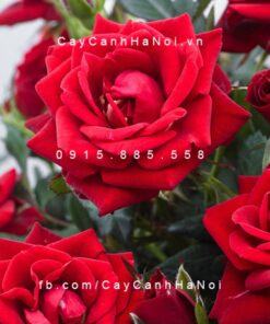 Hình ảnh hoa hồng Red Parade Tree Rose