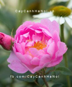 Hoa hồng Skylark Tree Rose