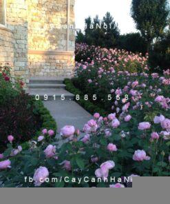 Hình ảnh hoa hồng The Alnwick Tree Rose