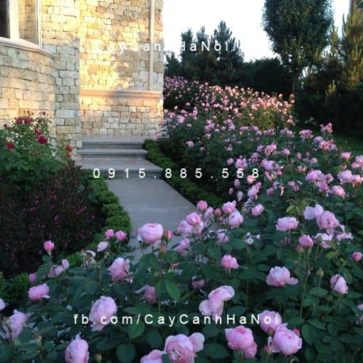 Hình ảnh hoa hồng The Alnwick Tree Rose