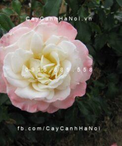 Hình ảnh hoa hồng Titanic Tree Rose