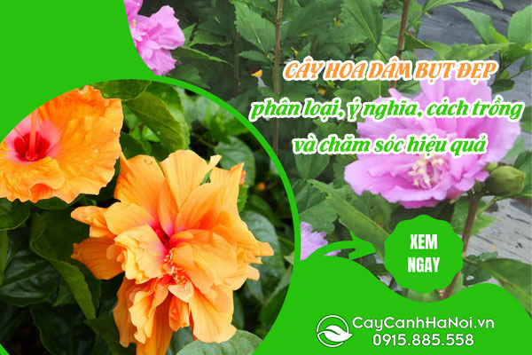 cây hoa dâm bụt đẹp, phân loại, ý nghĩa, cách trồng và chăm sóc hiệu quả