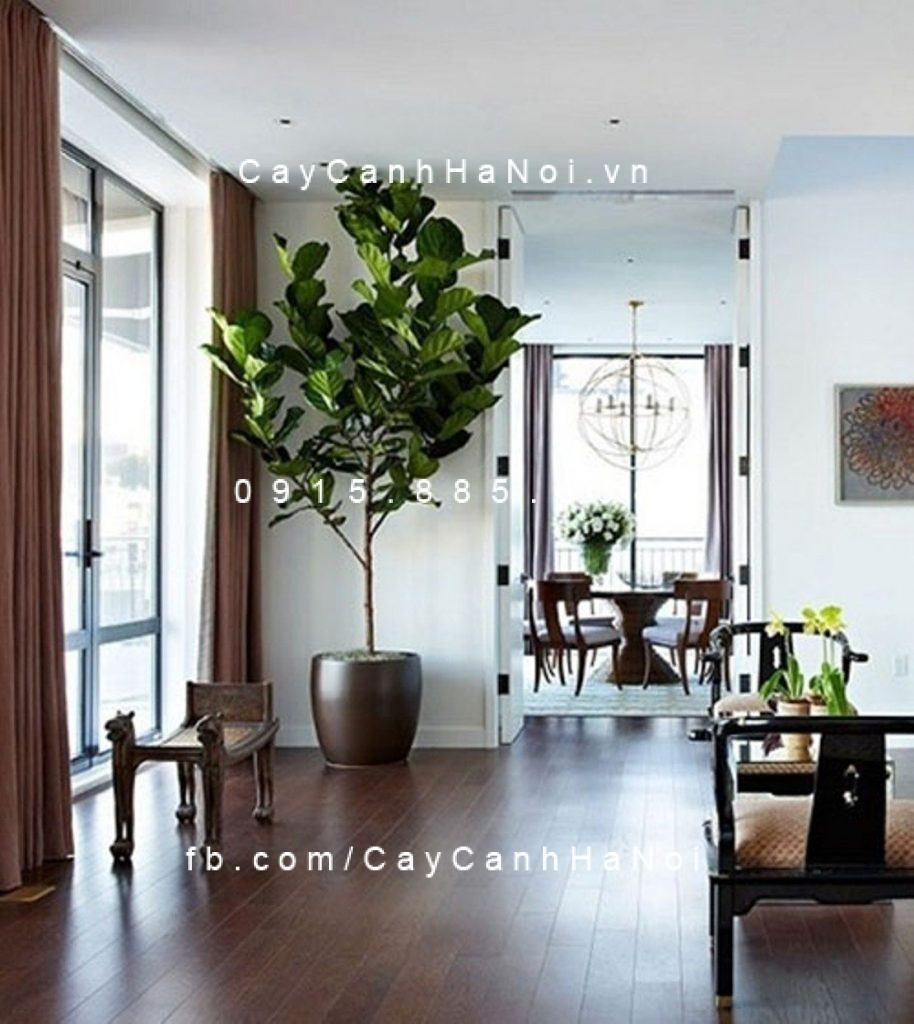 Cây bàng singapore Cây bàng singapore