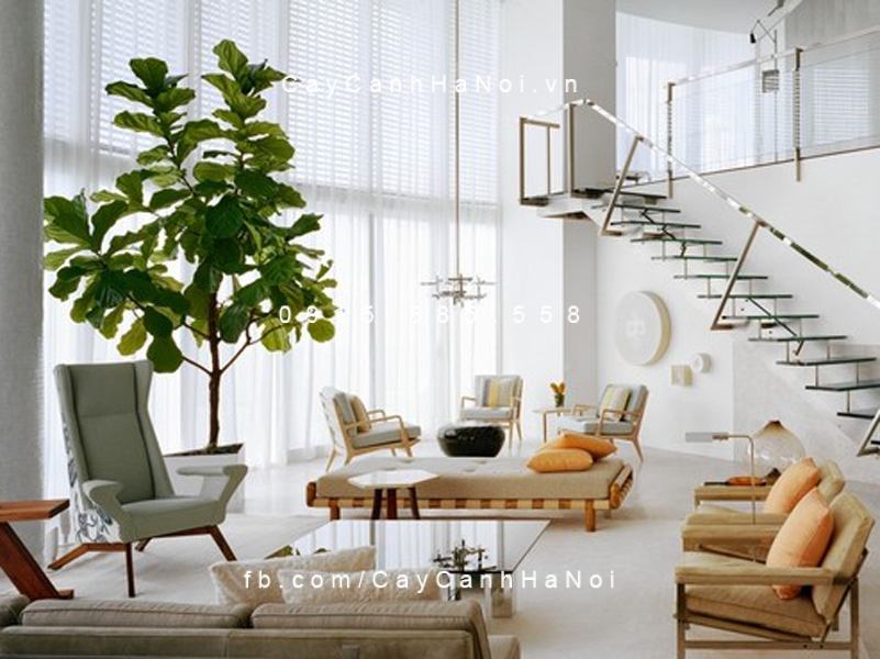 Cây bàng singapore lọc không khí Cây bàng singapore lọc không khí