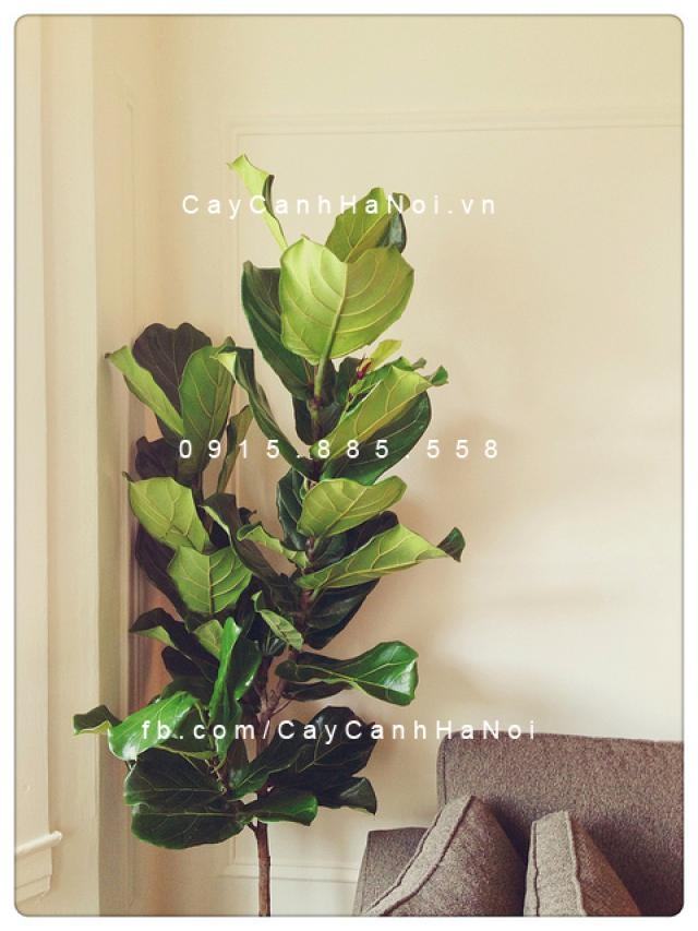 Cây bàng singapore cận cảnh Cây bàng singapore cận cảnh