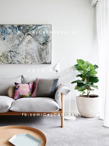 Cây bàng singapore trang trí nội thất Cây bàng singapore trang trí nội thất