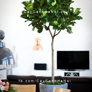 Cây bàng singapore để bàn Cây bàng singapore để bàn