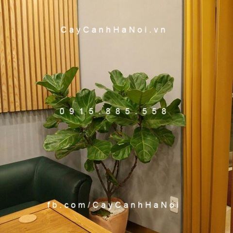 Cây bàng singapore trang trí nội thất Cây bàng singapore trang trí nội thất