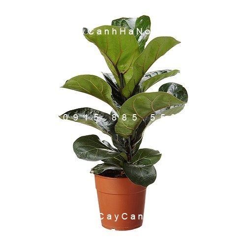 Cây bàng singapore để bàn Cây bàng singapore để bàn