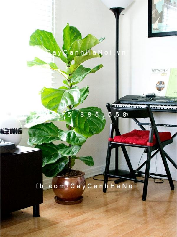 Cây bàng singapore đẹp Cây bàng singapore đẹp
