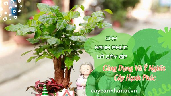 Cây hạnh phúc công dụng, ý nghĩa và cách chăm sóc