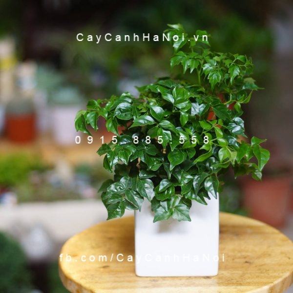 cay-hanh-phuc-de-ban cay-hanh-phuc-de-ban