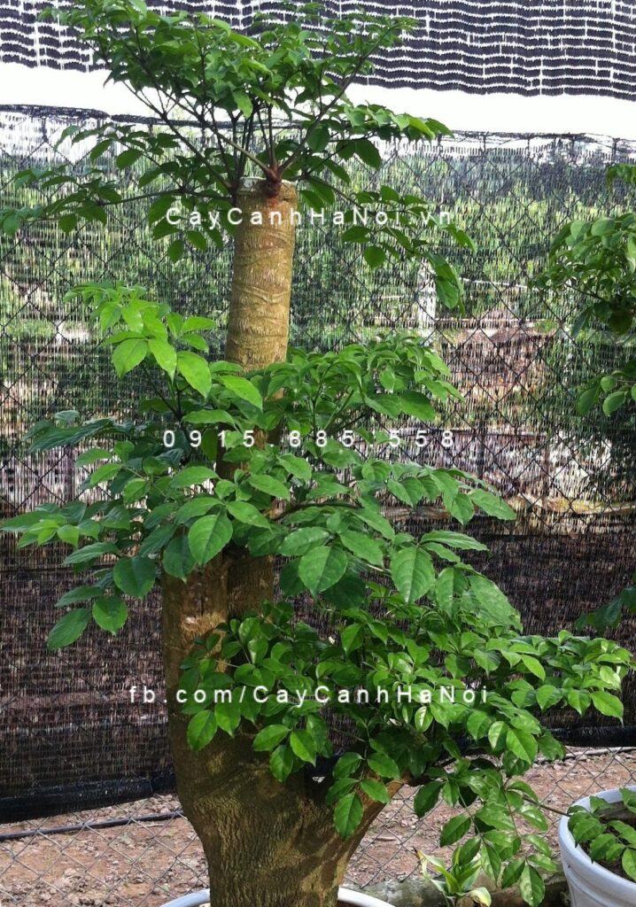 cay-hanh-phuc-tai-vuon cay-hanh-phuc-tai-vuon