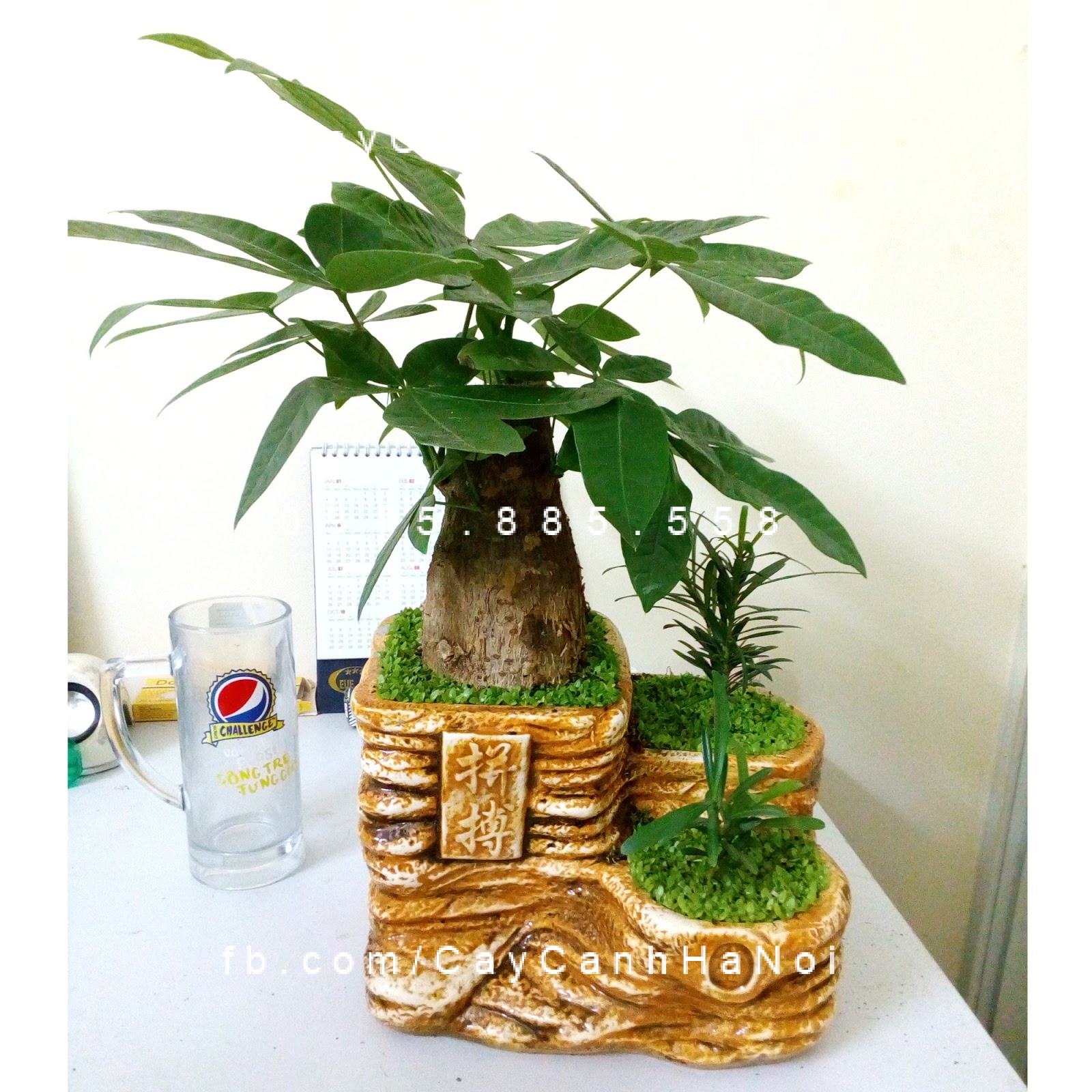 Cây Kim Ngân tam cấp Cây Kim Ngân tam cấp