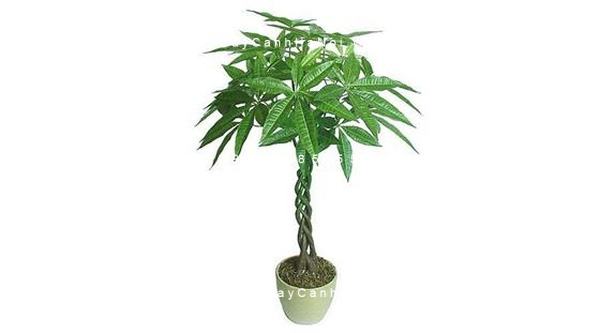 Cây kim ngân xoắn làm bonsai Cây kim ngân xoắn làm bonsai