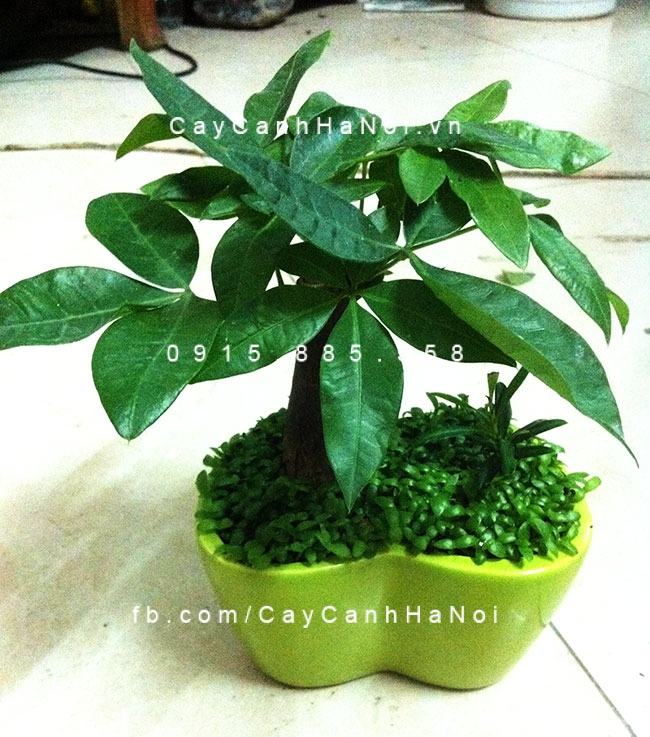 Cây kim ngân để bàn Cây kim ngân để bàn