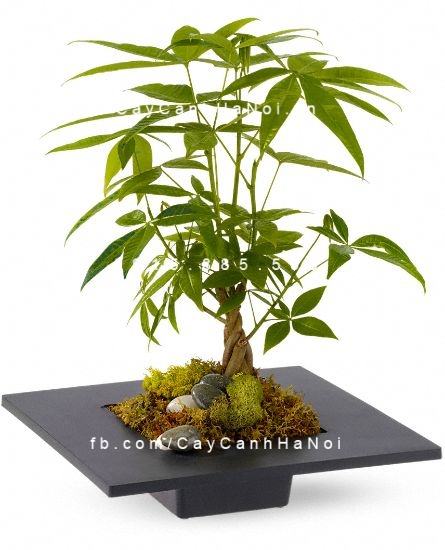 Cây Kim Ngân để bàn 