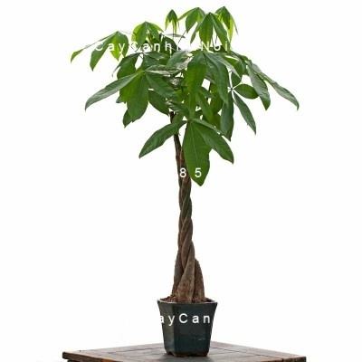 Cây kim ngân xoắn nhỏ Cây kim ngân xoắn nhỏ