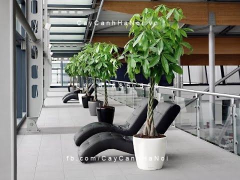 Cây Kim Ngân Xoắn trang trí nội thất 
