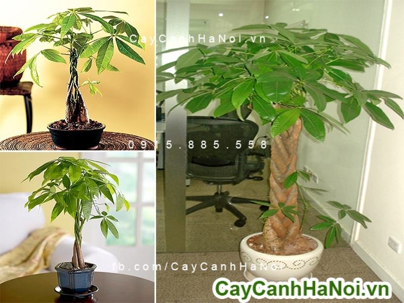 Cây kim ngân xoắn trong trang trí nội thất Cây kim ngân xoắn trong trang trí nội thất